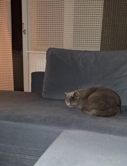 BKH Katze in liebevolle Hände - Köln