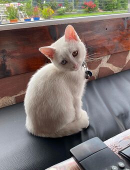 Rassenkatzenmix Schneeweißes Katerchen 3 Mon. zu Verkaufen - Mosbach