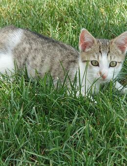 Kater, 12 Wochen alt, entwurmt, handzahm - Oberderdingen
