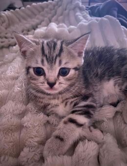 Reinrassige BKH kitten in Tabby - Langerringen