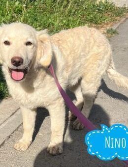 Nino ein Goldschatz - Flörsheim-Dalsheim