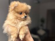 PERFEKTES WEIHNACHTSGESCHENK! Bezaubernder Pomeranian Rüde - Turgi