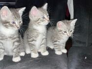 Super süße Babykitten - Heinsberg Zentrum