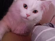 Reinrassiger Maine Coon Kater zu verkaufen (ohne Papiere) - Ilmenau