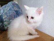 Maine Coon kitten Mädchen rein weiß - Berlin Spandau
