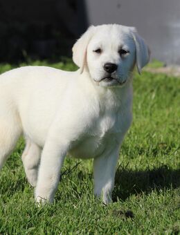 Labrador Welpe weiß Hündin - Marlow