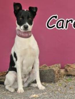 Careta sucht einen Neustart - Essingen (Rheinland-Pfalz)