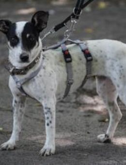 Cindy - Zuhause gesucht - Duisburg