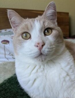 Quinn sucht liebevolle Dosenöffner - Hürth