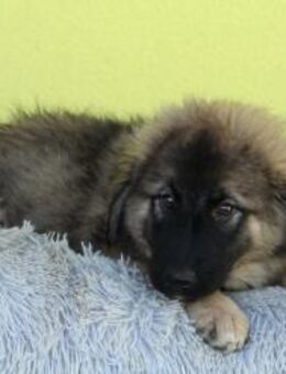 Shiva möchte ihr Herz verschenken... - Hagen (Stadt der FernUniversität)