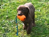 Labrador Hündin mit Ahnentafel - Castrop-Rauxel