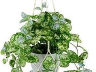 Kunstpflanze Leuchterblume, I.GE.A., Höhe 80 cm, Hängepflanze