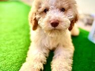 Lagotto Romagnolo Welpe Weiblich 4 Monate - Stuhr