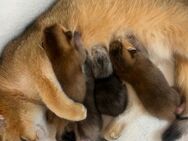 BKH süße Bärchen kitten - Wiesloch