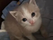 Katerchen Kitten in liebevolle Hände abzugeben - Burgpreppach