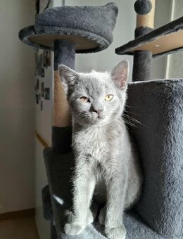 🐾 Süßes Britisch Kurzhaar Mix Kitten sucht ein Zuhause bei liebevollen Menschen 🐾 - Siegbach