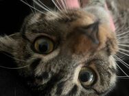 Kater zu verkaufen - Kamp-Lintfort
