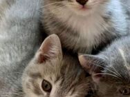KNUFFIGE Babykatzen ab sofort Katze - Plüderhausen