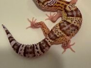 0.1 Raptor Het Diablo Blanco Leopardgecko Weibchen Enz 24 Übergabe Hamm möglich - Emsdetten