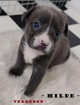 Welpen warten auf ihr Für-immer-Zuhause! - Heidesee