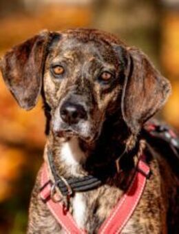 Wer schenkt Cinzia sein Herz? - Neuss