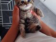 BKH KITTEN reinrassige in 45699