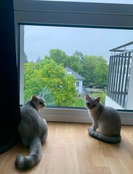 Taco & Santa – liebevolles Katzen-Geschwisterpaar sucht Zuhause - Berlin