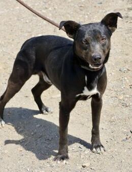 Malcom, neugierig, klug, freundlich - Westerholt