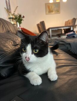 Lieber Kater sucht ein neues Zuhause - Schorndorf (Baden-Württemberg)