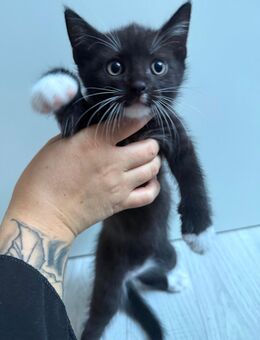 BHK Mischlings Kitten - Siegen (Universitätsstadt)