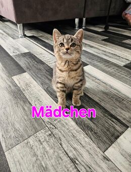 Britisch kurzhaar kitte - Hambergen