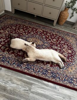 BKH Blue Point Kater Papa und Sohn - Neumünster