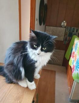 GUINDILLA, w., kastr., EHK Halblanghaar - Sipplingen