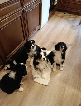 Border Collie Welpen - Steinsfeld