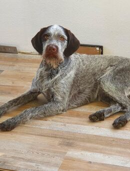 Drahthaar Hündin Zora - Duisburg