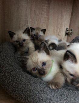 Wunderschöne Reinrassige Siam Kitten - Neuhof (Hessen)