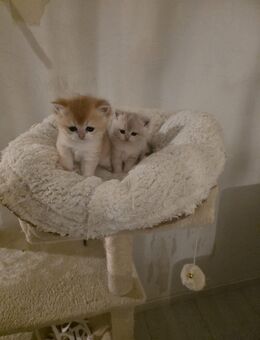 Bkh kitten - Oberhausen