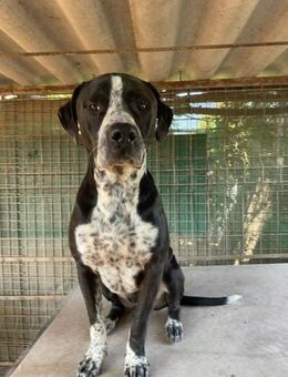 Spike sucht Zuhause in ländlicher Umgebu - Lübeck