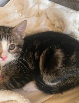 Katzenbabys ( 2 kleine Kater ) - Schwallungen