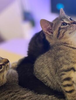 BKH Kitten suchen ein liebevolles Zuhause (1 bereits Reserviert - Hagen (Stadt der FernUniversität)