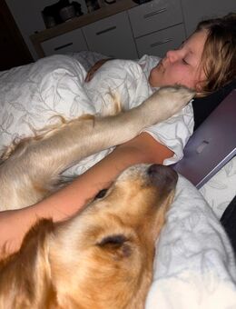 Golden Retriever 2,5 Jahre jung - Schönau (Bayern)