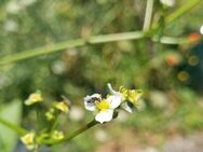 Gewöhnlicher Froschlöffel (Alisma plantago- aquatica) - Horgenzell