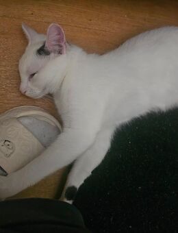 Kater sucht ein Zuhause - Magdeburg