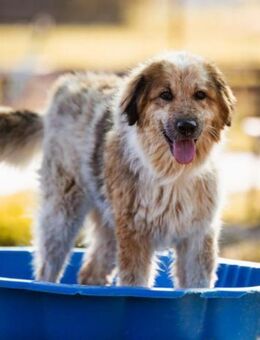 Pipi 💗 loyale, verschmuste Hundedame! - Hamburg