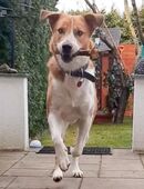 Buddy, geb. 01/2023 sucht sein Happy-Home in 02943