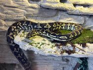 Morelia Spilota Teppichpython+Terrarium - Borken