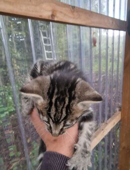Katzen abzugeben - Lensahn