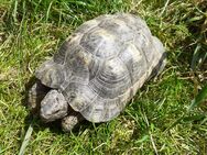 Breitrand-Schildkröten - adulte Männchen von 2001 - Salzweg