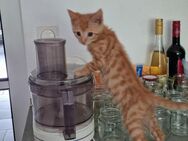 Babykatzen Kitten - Tönisvorst