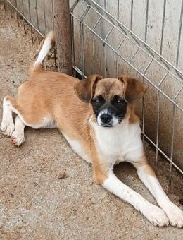 💛Sanftes Junghundmädchen Chai🐾 - Eislingen (Fils)